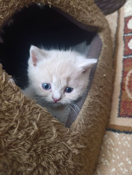 Продаются котята