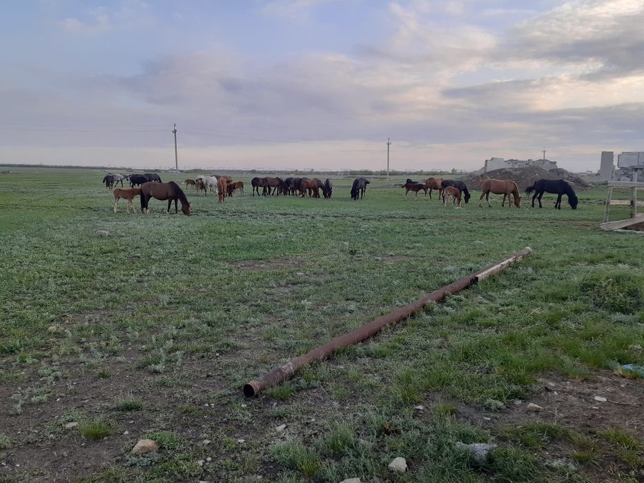 Продам лошадей на развод