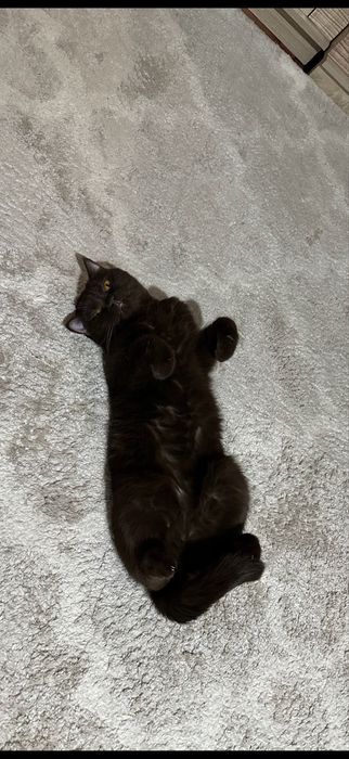 Отдам  шотландскую  кошку