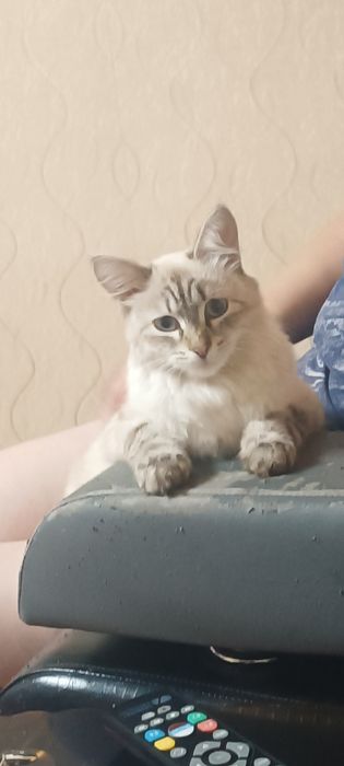 Потерялась молодая кошка