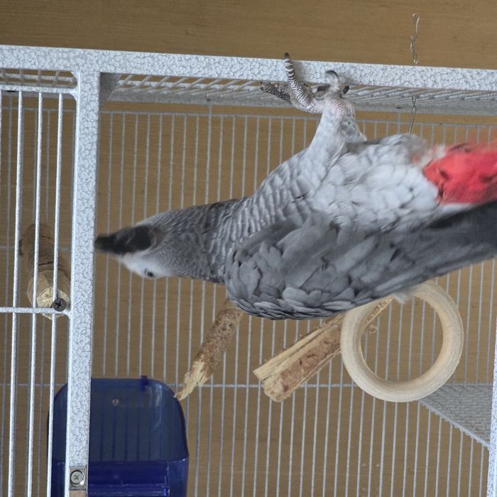 Попугай  Жако выкормыш