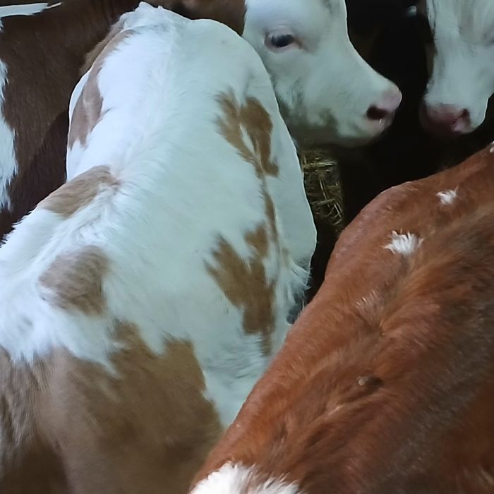 Taurasi  și vitele baltati