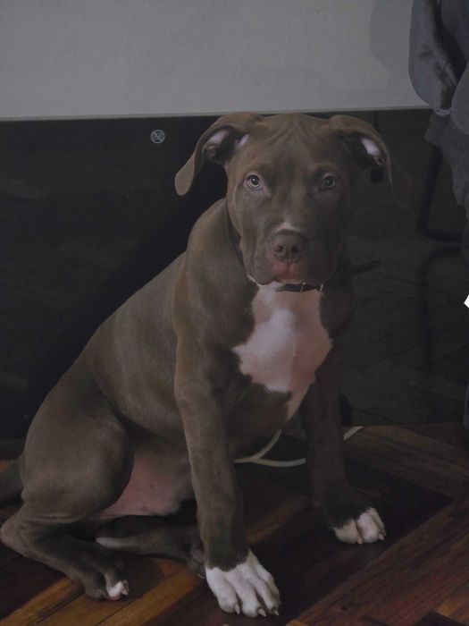 Американско були ххл