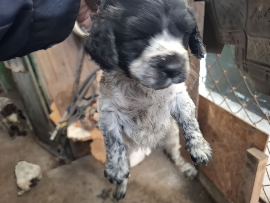 Щенки спаниэля.   .