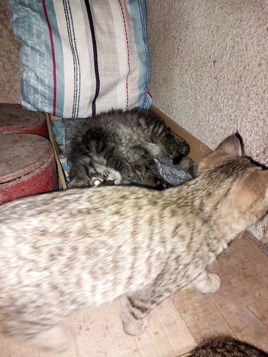 Красивые  котята