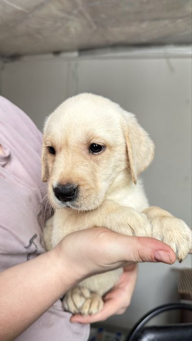 Щенок лабладора