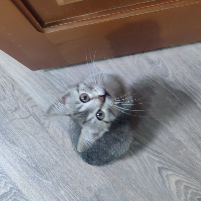 Котята ищут дом, отдам в добрые руки