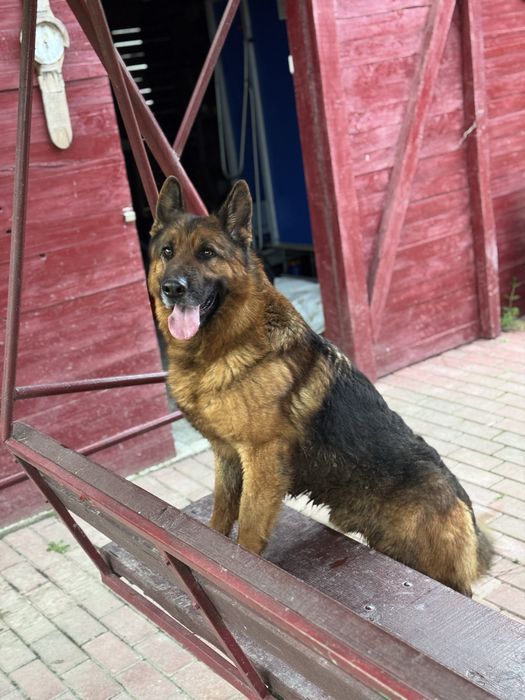 Pui ciobanesc german