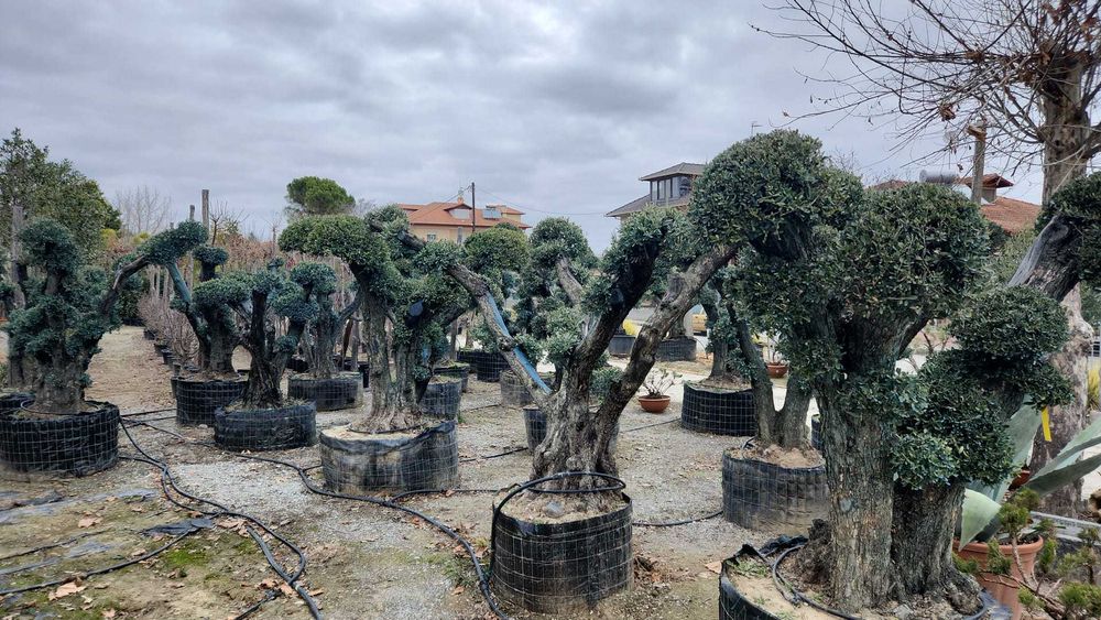 Maslini bonsai seculari 100 pe stoc rezistenti la ger