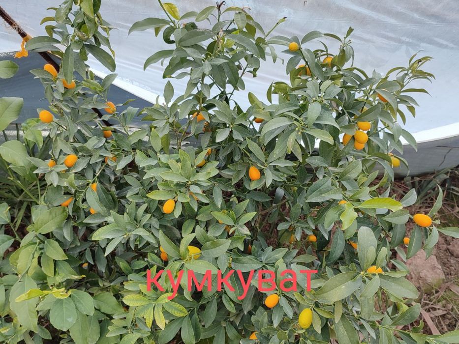 Apilsin,Mandarin,Kumkuvat,Pomello