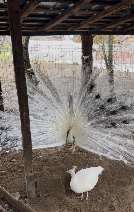 Пауни бели и арлекин