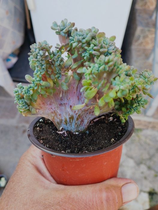 Суккулеты и кактусы