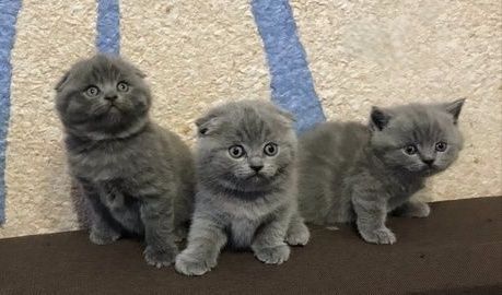 Вислоухие Шотландские котята