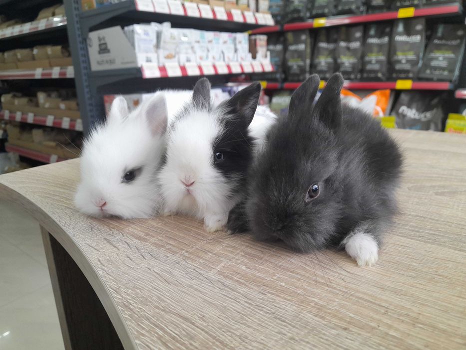 Декоративни мини зайчета