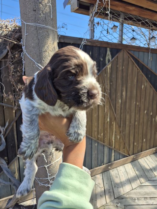 Мальчик спаниель пегий