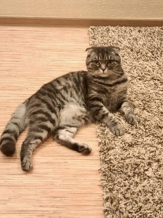 Срочная информация Кошечки.