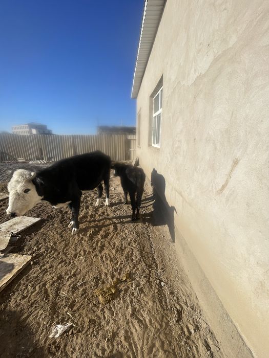 сиыр сатылады 490000