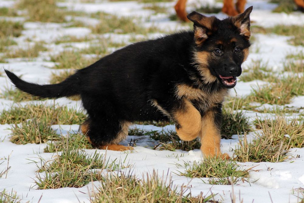 Pui ciobanesc german cu pedigree