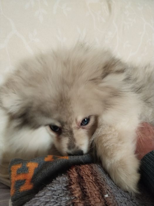 Щенок немного шпица