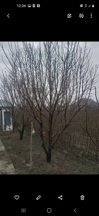 Кошет, саженцы, миндаль, бадам