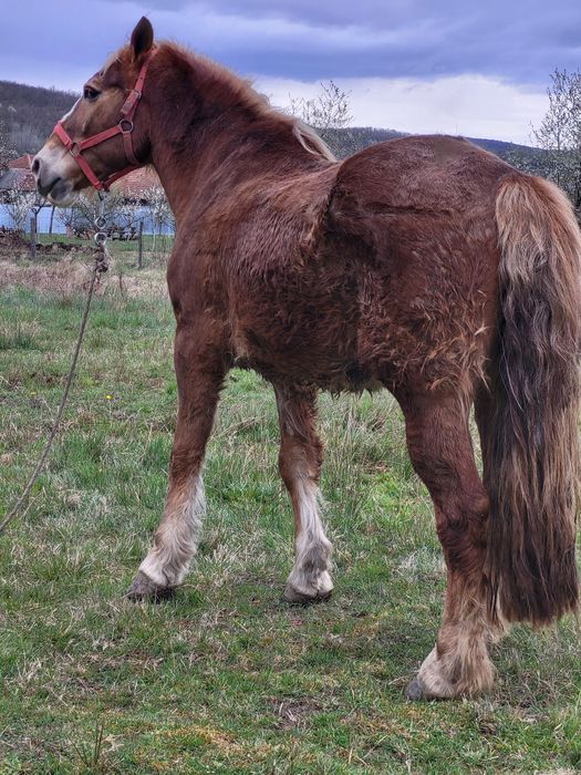 3 caii de vanzare la pachet