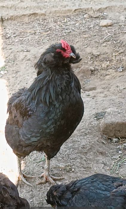 Vând Cocoși!! sau perechi de Araucana, Strumki și 1 Cocos Marans sau schimb tot cu Marans! Sau Araucana tot Araucana negru!