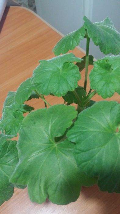 Герань комнатная