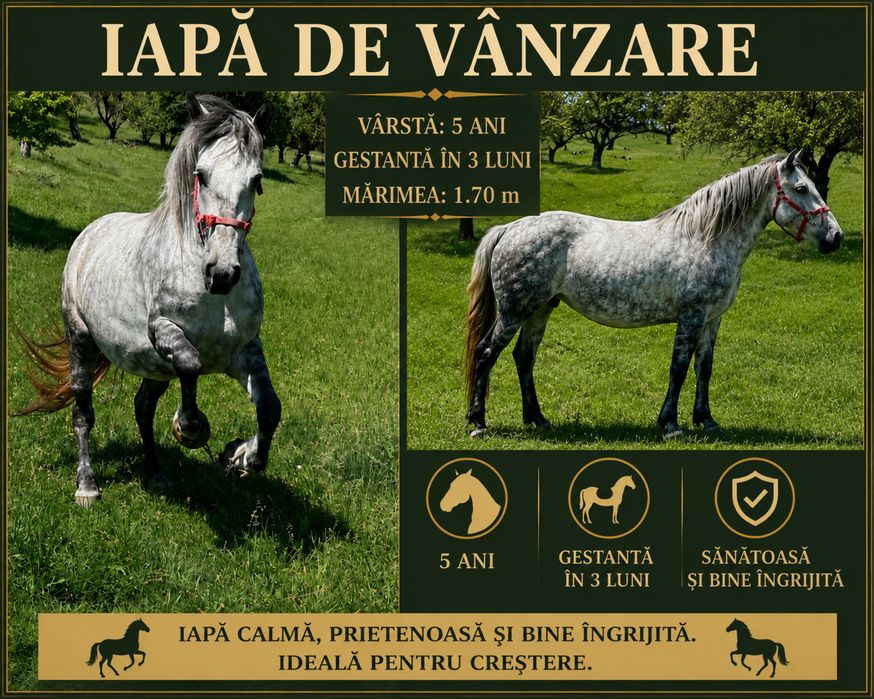 De vinzare o iapa de 5 ani gestanta de 4 luni cu armasarul din ultima poza