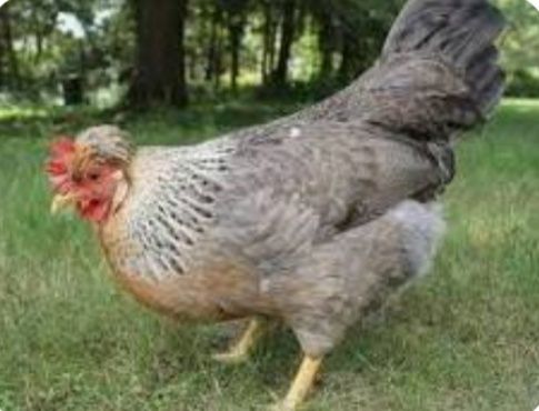 Продам Цыплят. Цены разные..