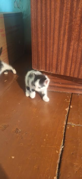 Отдам 4 красивых котят