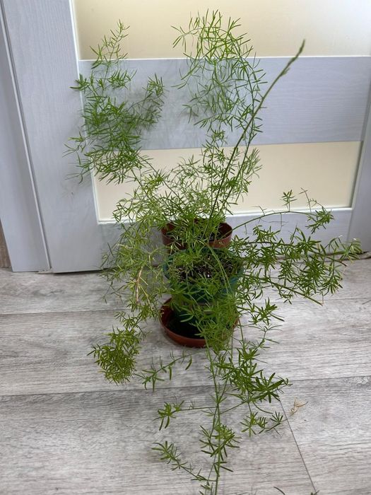 Продаются  цветы