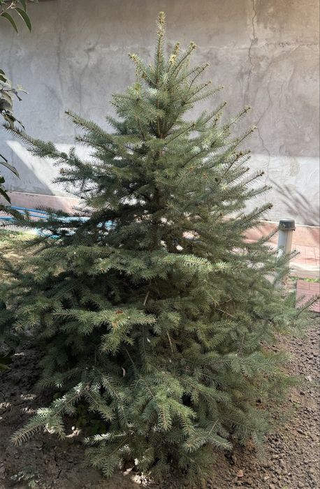 Голубая ель | ko’k archa