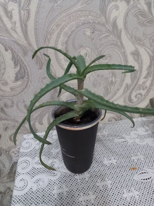 Комнатный цветок Алоэ