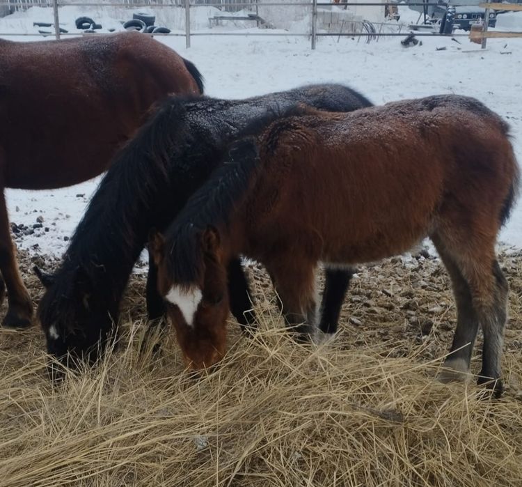 Жеребята 2025 года