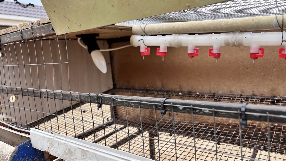 Бөдене қорасы сатылады