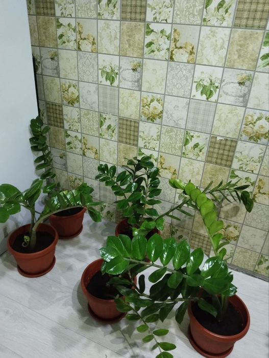 Продаётся цветы Доллар