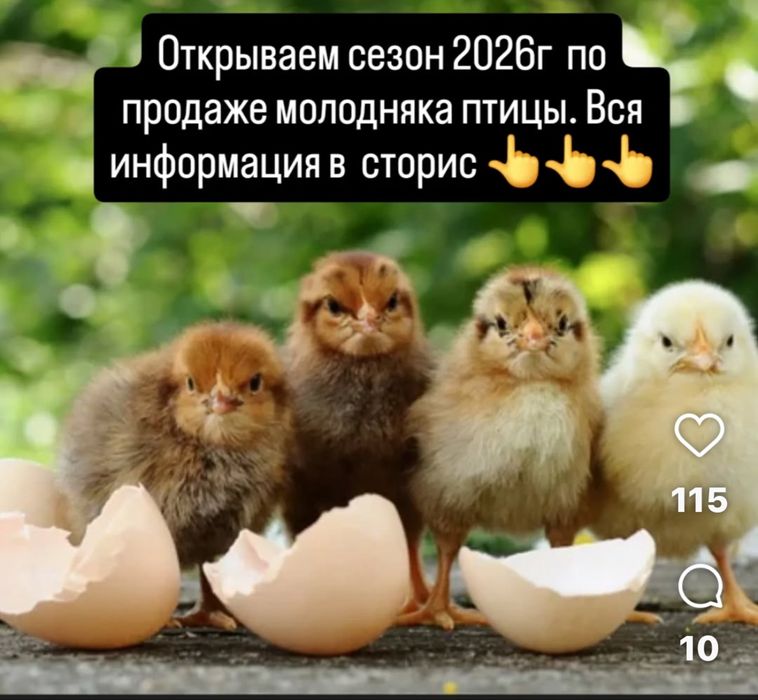 Продам цыплят микс 1500