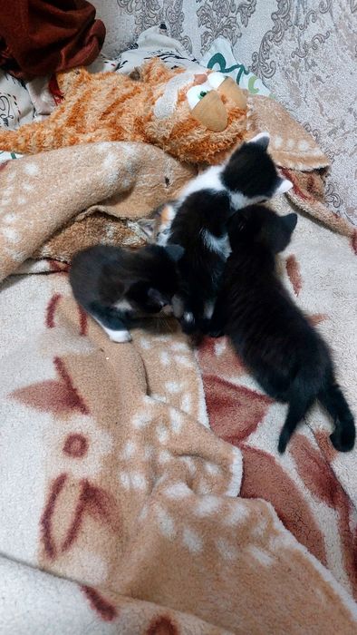 Отдам в хорошие руки котят