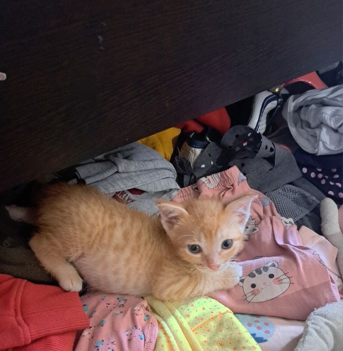 Отдадим котят в добрые руки
