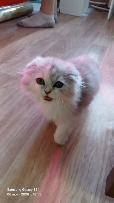 Вислоухая девочка