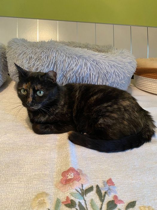 Adoptie pisica tortoishell Hera