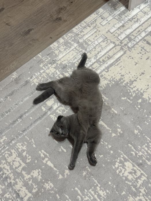 Кошка породистая висолухая
