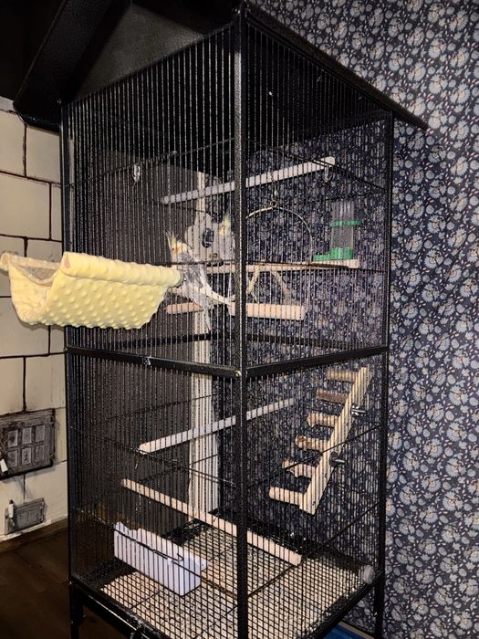 Pereche nimfee+cusca