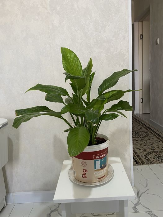 Өзіміз үйде өсірген гул