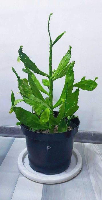 Кактус Бразилиопунция,Опунция