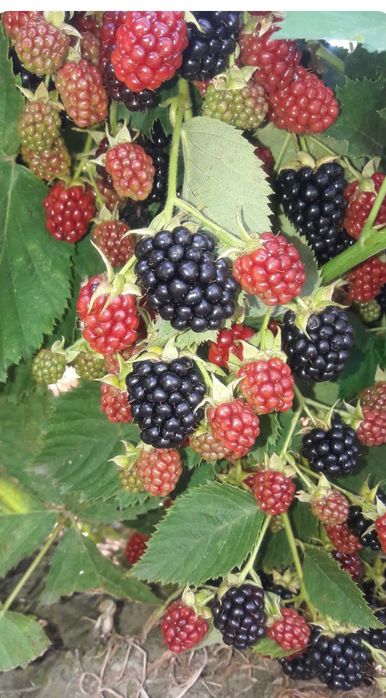 Puieti de mure - Thornfree -