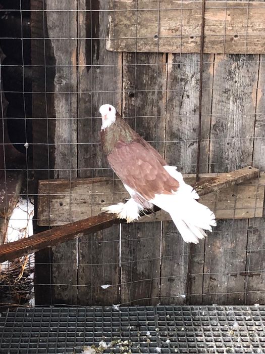 Motate liliputi si porumbei tapalagosi