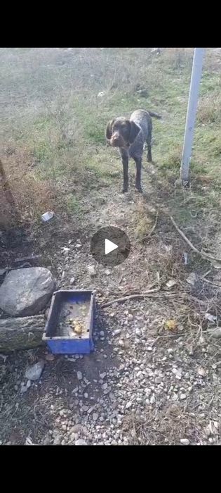 Ит жоғалды. Потерял собака.