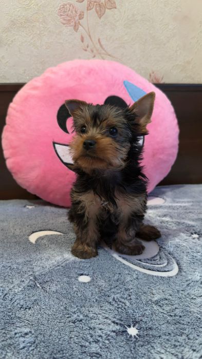 Йоркширский терьер