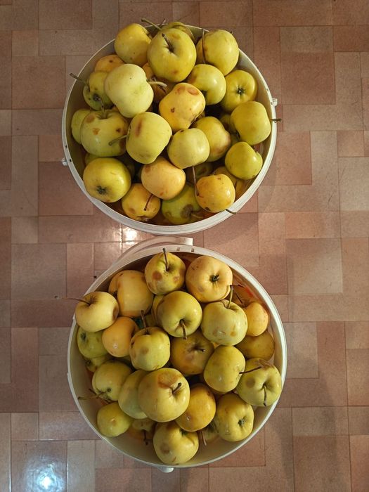 Продам яблоки-паданки дачные Медовые